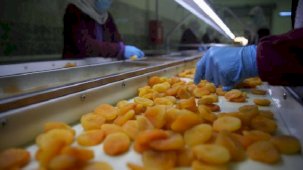 Malatya’da kayısı yüz güldürdü