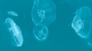 Marmara'da sessiz çığlık: Kirliyim, hastayım, müdahale edin!