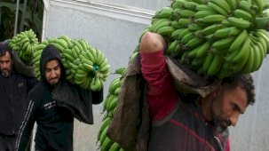 Mersin'de hasat başladı! Bahçede 16 lira olan muzun kilosu markette 30 lira