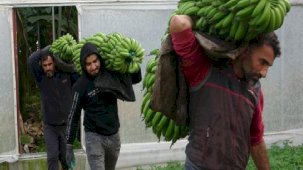 Muzda hasat sezonu başladı! Markette 30 TL bahçede 16 TL