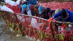 Osmaniye'de yetişen Kadirli turpundan beklenti yüksek! İşçilerin hummalı çalışması başladı