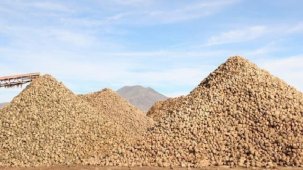 Pancar üretiminde rekor