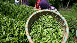 Rize'den yapılan çay ihracatı geliri yüzde 45 artış gösterdi