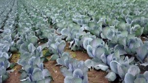 Samsun, karnabaharda da Türkiye 1'inciliğine yükseldi