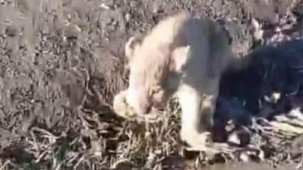 Şanlıurfa'da öğrenciler yol kenarında yavru aslan buldu