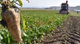 Şeker pancarı üretimi artışı ihracatçıları sevindirdi