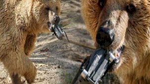 Su havuzuna düşen dronu boz ayı kurtardı