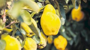 Tarımda yerli üretim için destek çağrısı