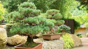 Türkiye'de bir ilk: Yalova'da bonsai müzesi kuruluyor