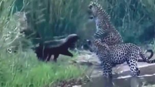 Üç leoparla savaşan bal porsuğu