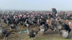 Yılbaşı hindisinin kilosu 350 lira