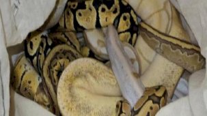 Yolcu treninde operasyon: Yatağın altından 33 piton çıktı