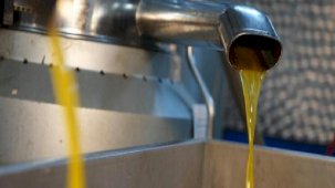 Zeytinyağı fiyatı ile üretici memnun