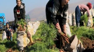 Zorlu hasat: Havuç tarlada 5 TL’den satılıyor