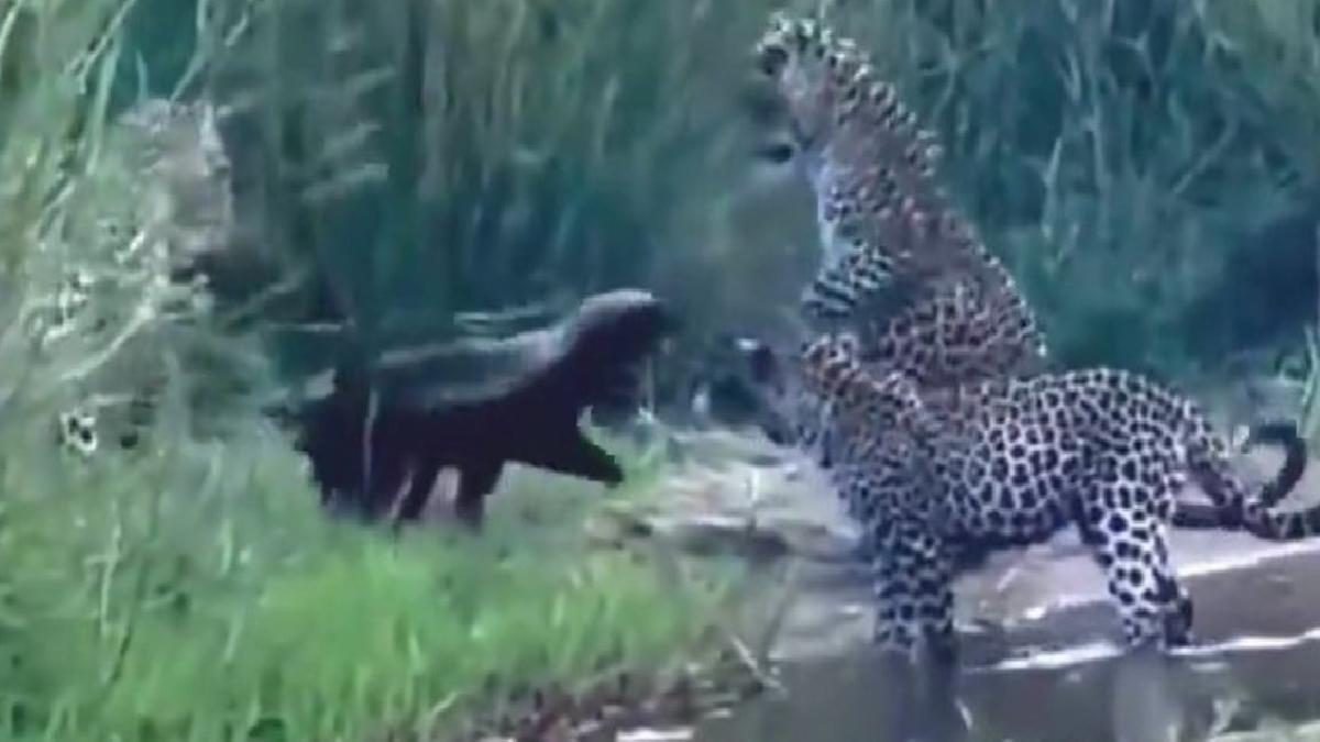 Üç leoparla savaşan bal porsuğu