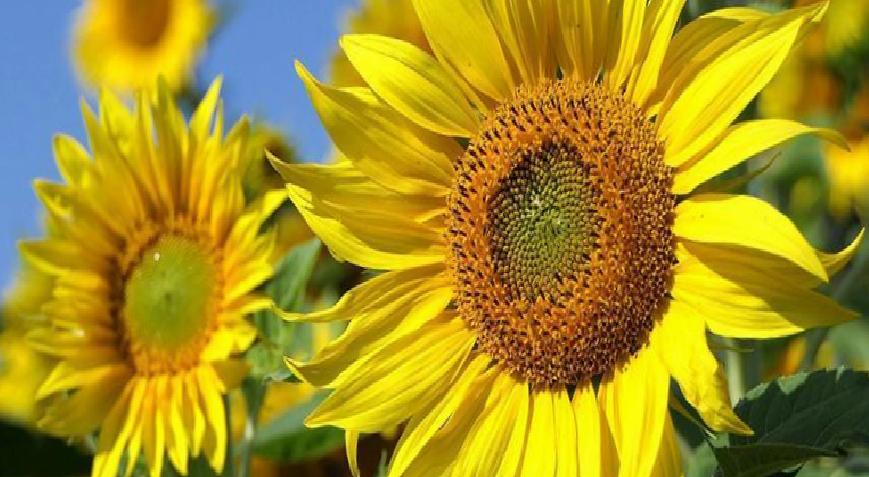 Ayçiçeğinde gümrük vergisi oranı Resmi Gazete'de