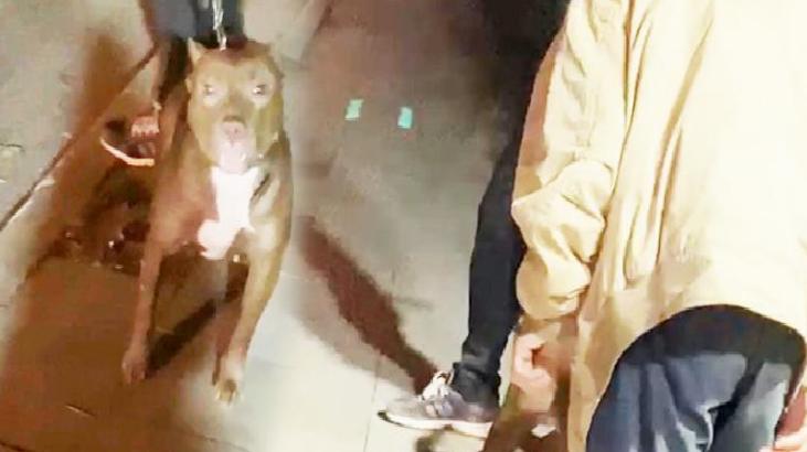 Cihangir’de dehşet anları: Tartıştığı kişinin üzerine Pitbull köpeğini saldı!