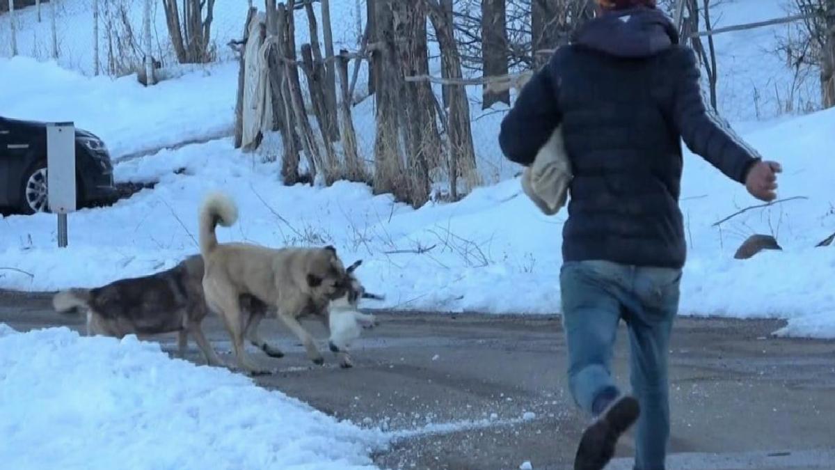 Muş'ta köpeklerin saldırdığı kedi için canını ortaya koydu