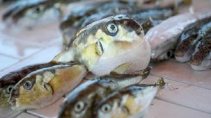 3 yılda 50 bin balon balığı toplandı: Siyanürden daha zehirli