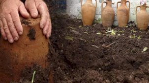 400 yıllık yöntem! Toprağın altına gömüp, 1 yıl bekliyorlar