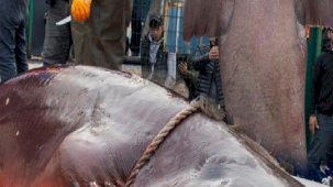 6 solungaçlı dev! 20 günde iki kez Mersin'de ortaya çıktı