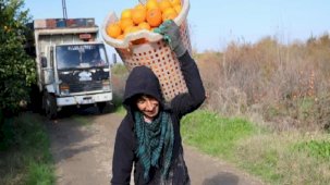 Adana portakalı dünyanın dört bir yanına ihraç ediliyor