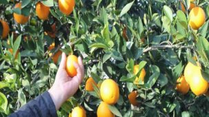 Adana'da portakalın kilosu bahçede 3 lira, markette 45 lira