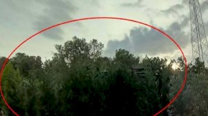 Ağaç dallarıyla gizlenmiş! Ekipleri şoke eden olay