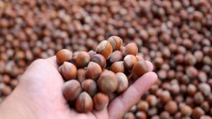 Avrupa'daki enflasyon sorunu Trabzon'un fındık ihracatını kısıtladı