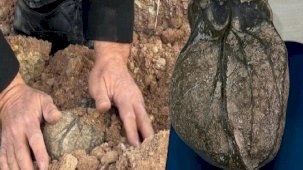 Bahçesindeki kazı çalışmasında fark etti! 'İnsan kalbiyle aynı'