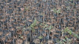 Bakan Yumaklı duyurdu! Siirt'te fıstık üretimi son 6 yılda 3 kat arttı