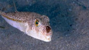 Balon balığı rota değiştirdi! 'Tanesini 2 dolardan alıyorlar'