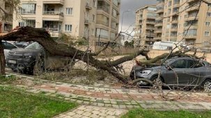 Bursa'da fırtına! Deniz otobüsü seferleri iptal edildi, ağaçlar devrildi