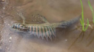 Bursa'da nesli tehlike altındaki Anadolu şeritli semenderi bulundu