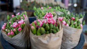 Çiçek sektörü 2024 hedefini açıkladı! 180 milyon dolarlık ihracat