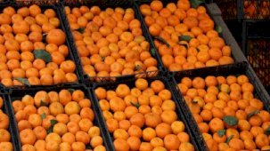 Derepazarı mandalinasında sevindiren hasat