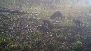 Dikkat, ormanda bebek var! Hepsi fotokapanlara takıldı