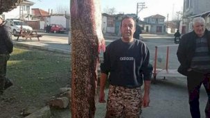 Edirne'de Meriç Nehri'nden 2 metre 30 santimetrelik yayın balığı çıktı