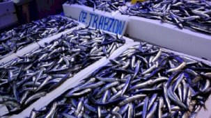 Hamsi ihracatından 25 milyon dolarlık gelir