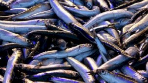 Hamsinin fiyatı geriledi