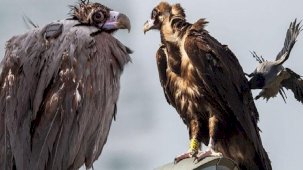 İstanbul'da akbabayı görenler şoke olmuştu! Yeni detay ortaya çıktı