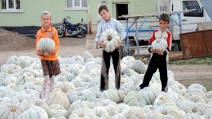 İstanbul'da aralık zam şampiyonu kabak: Fiyatı 93,82 arttı