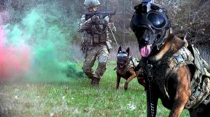 Kahraman köpekler! Eğitimler 3 aylıkken başlıyor