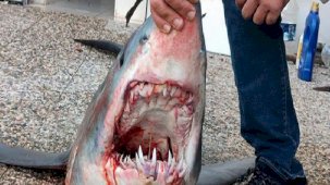 Köpek balığı popülasyonu 50 yılda yüzde 90 azaldı! Türk profesörden uyarı