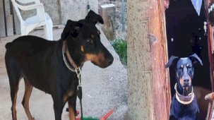 Korhan Berzeg 200 gündür kayıp! Tina, her geçen aracın içine bakıyor