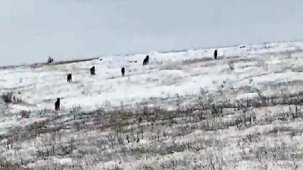 Köye inen kurt sürüsü korku dolu anlar yaşattı