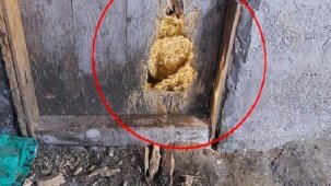 Kurtlar kilitli kapıyı kemirip açtı! Mahallede kabus: Uyuyamıyoruz