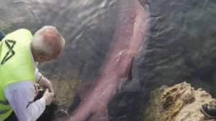 Mersin'de 4 metrelik camgöz köpek balığı kıyıya vurdu