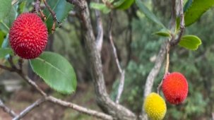 Milas’ta dağ çileği bereketi! Bölge halkı gelirden memnun