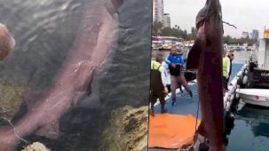 Nesli tehlike altında kıyıya vurdu! Vinçle denizden çıkarıldı